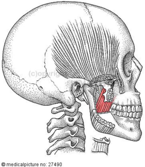 Medial Pterygoid Muscle