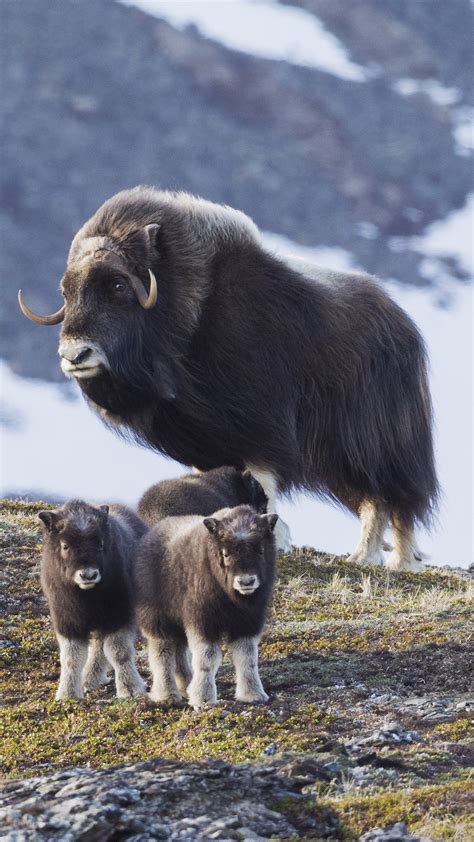 Muskox (Ovibos moschatus) herd in arctic tundra, Seward Peninsula ...