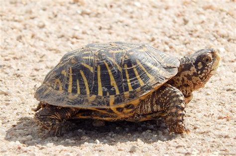 Image result for Ornate Box Turtle Shell