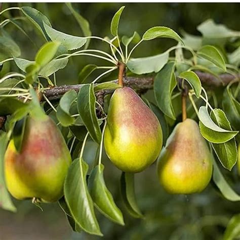 Organic Indian Pear Grafted Fruit Plant Pack of 1 : Amazon.in: Garden ...
