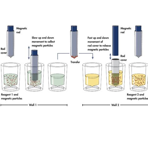 Image result for DNA Extraction QIAGEN Protocol