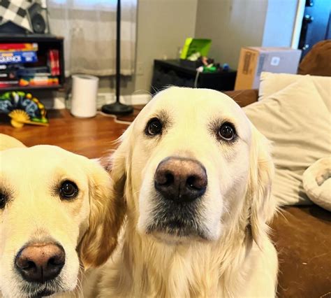 THREE DOGS TAVERN, Denver - Restaurant Reviews, Photos & Phone Number ...