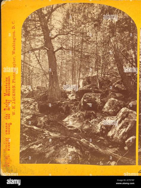 Trail in the woods., Jackson, William Henry (1843-1942), Geographical ...