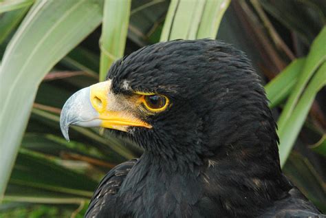 Can Birds Smell? Exploring Avian Olfaction - Birdwatching UK