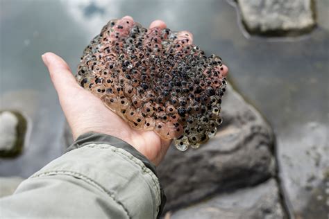 4 Slimy But Fascinating Facts About Frog And Toad Eggs - Let's Go Avocado!
