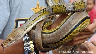 Image result for Giant.python Found in Indonesian