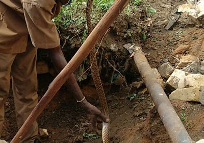 Venom Sale | Snake Catching | Rate Catching