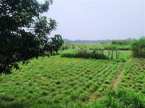 Image result for Python Sky Field