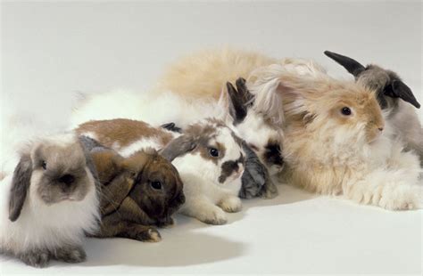 Rabbits: Discover the Stunning Diversity in Breeds, Colors, and ...
