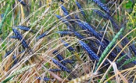 निळ्या गव्हाच्या शेतीमुळे शेतकरी श्रीमंत, आरोग्यासाठी फायदेशीर