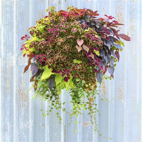 Supreme Winter Foliage For Hanging Baskets Outdoor Wall Planters ...