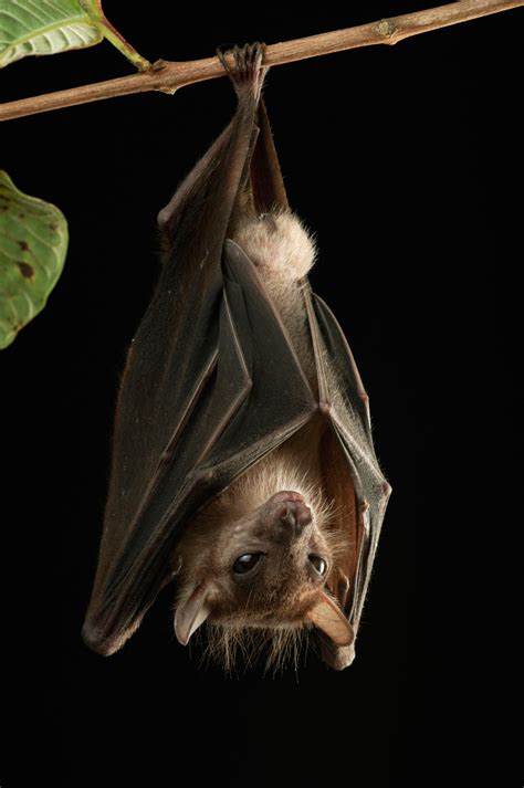 Vampire Bat Hanging Upside Down Bat Hanging Upside Down Hi Res Stock