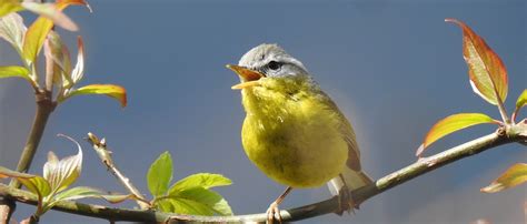Chopta Birding Tours | Photography In Uttarakhand