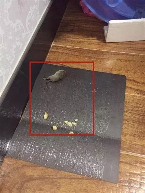 3月22日江西南昌，男子住酒店，躺下去才发现床里有几只小老鼠陪睡 - YouTube