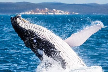 Dónde y cuándo avistar ballenas