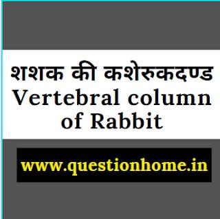 Vertebral column of rabbit in hindi