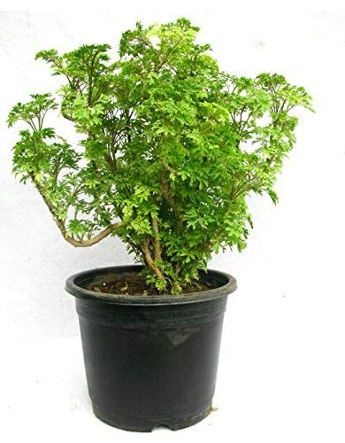 PlantaZee Aralia Variegated | Live Plants | Indoor| Plastic Pot ...