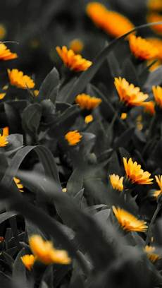 Black And Orange Flower Wallpaper by Black And Orange Wallpaper 74 Images Black And Orange Flower Wallpaper