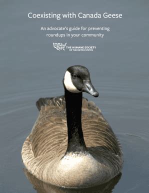 Fillable Online The problem with Canada goose round-upsThe HumaneThe ...