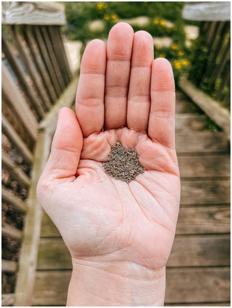 Grow Spring Vegetables 的图像结果