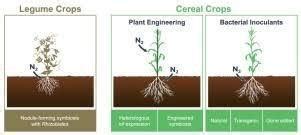there are two farmers. one farmer plants crop with the nitrogen fixing ...