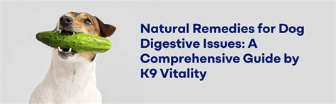 Dog Bloated Stomach Home Remedy: Gas Relief Guide (2026) – K9 Vitality