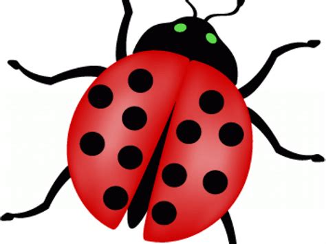 Download Lady Beetle Clipart School - Png Download (#2438811) - PinClipart