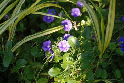 Zeki Yağlı / Bahçem - Page 26 - agaclar.net