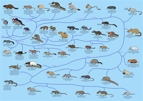 A Guide to Rodent Phylogeny by Albertonykus on DeviantArt