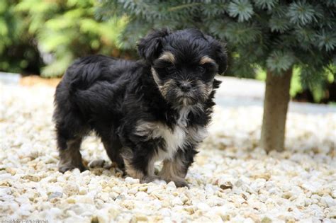 Bolonka Zwetna Welpen ab sofort abzugeben in dresden | Tiere ...