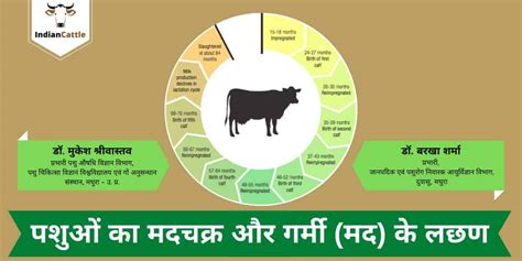 पशुओं का मदचक्र और गर्मी (मद) के लछण » Oestrus in animal and estrus cycle.