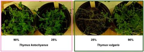 Physiological and Molecular Aspects of Two Thymus Species Differently ...