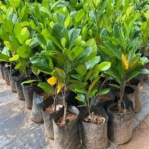 Jackfruit Chembarathi Varikka Budded Live Plant – Red Flesh Jackfruit ...