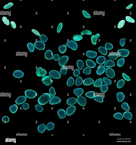 Pollen Under Microscope 40X at Deloris Colvin blog