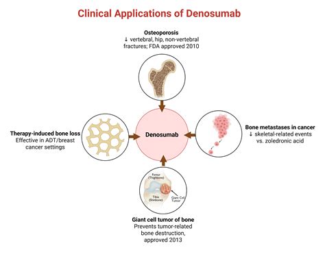 Denosumab: A Comprehensive Overview of Mechanism, Applications, and ...