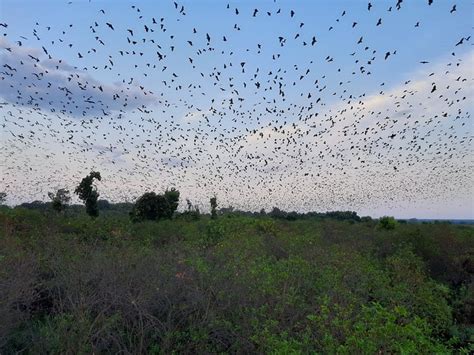 KABWE CAMPSITE (Kasanka National Park) - Campground Reviews & Photos ...