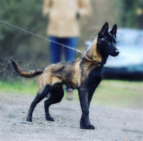 Dutch shepherd – Artofit