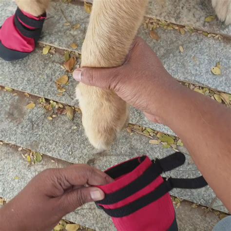 Zoof Plops – Zoof Pets