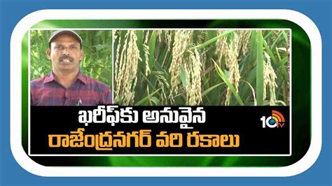 High Yielding Rice Varieties : ఖరీఫ్ కు అనువైన వరి రకాలు.. ఎకరాకు 50 ...
