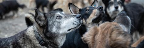 World Stray Animals Day 2023 - FOUR PAWS International - Animal Welfare ...