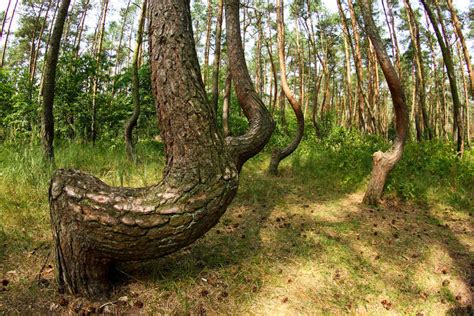 The Crooked Forest of Poland and its unsolved mystery | Times of India ...