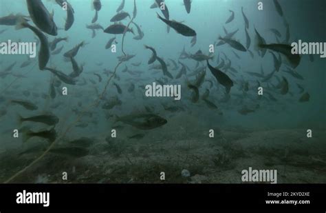 Image result for Small Cod Fish