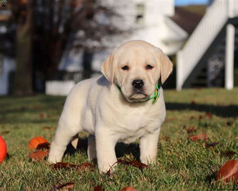 White And Yellow Labrador Retriever ASHLAND LABRADOR RETRIEVERS Coat