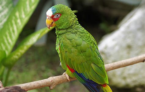 Organized Crime Groups Seize Wildlife in Ecuadorian Amazon (Spanish ...