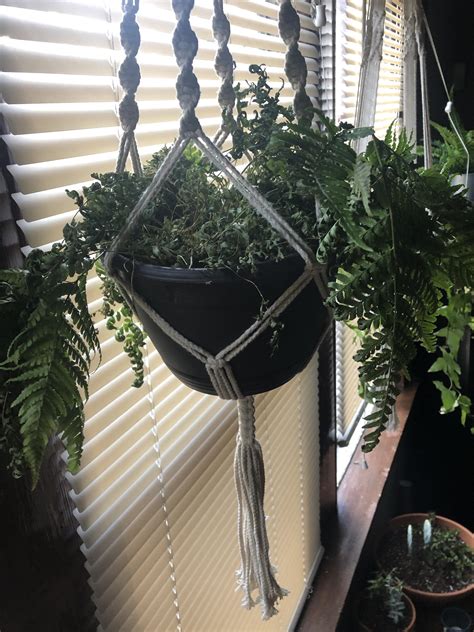 Can my fern be saved? First fern I’ve owned since I’ve heard how messy ...