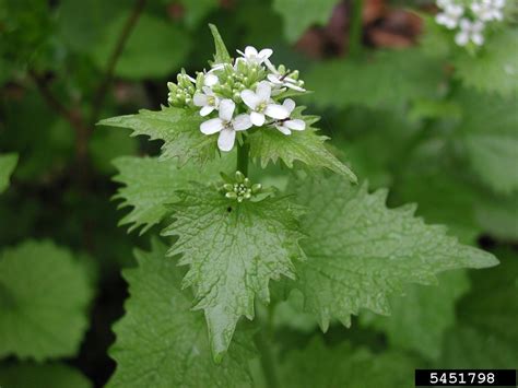 Wisconsin Invasive Plant List