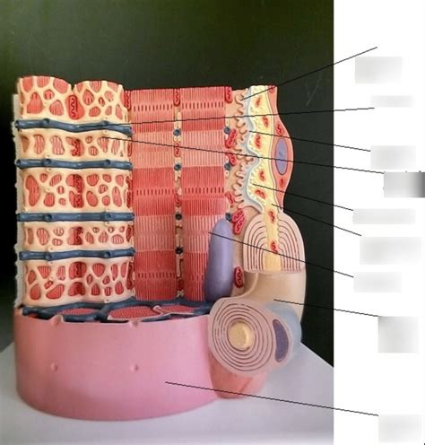 Muscle cell Diagram | Quizlet