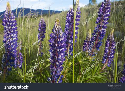 Tall Purple Flowers Grass Stock Photo 583731847 - Shutterstock