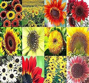 VibeX ® RXI-7 SUNFLOWER Sunny Sun Flower CRAZY MIX Seed Price in India ...