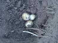 Potato small size and low development of tubers - Agrostar